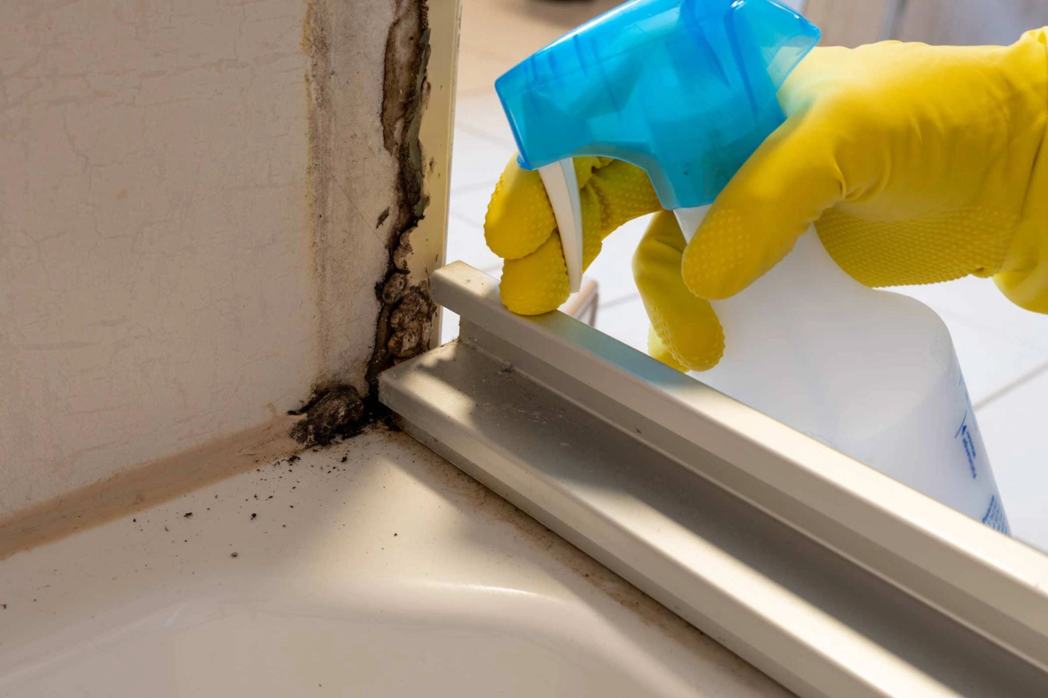Mold Prevention After Water Damage corpus christi tx