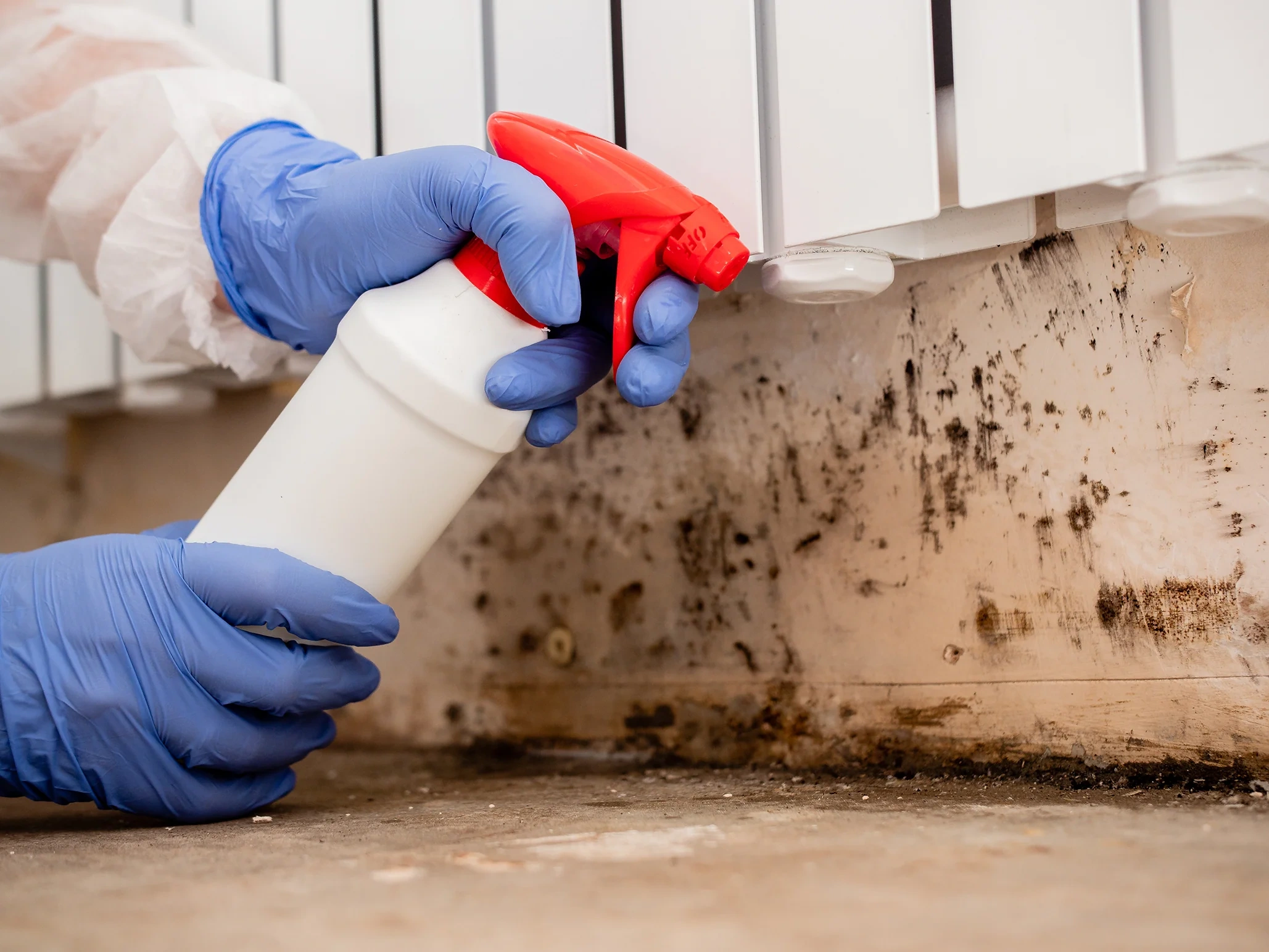 Mold Remediation & Removal corpus christi