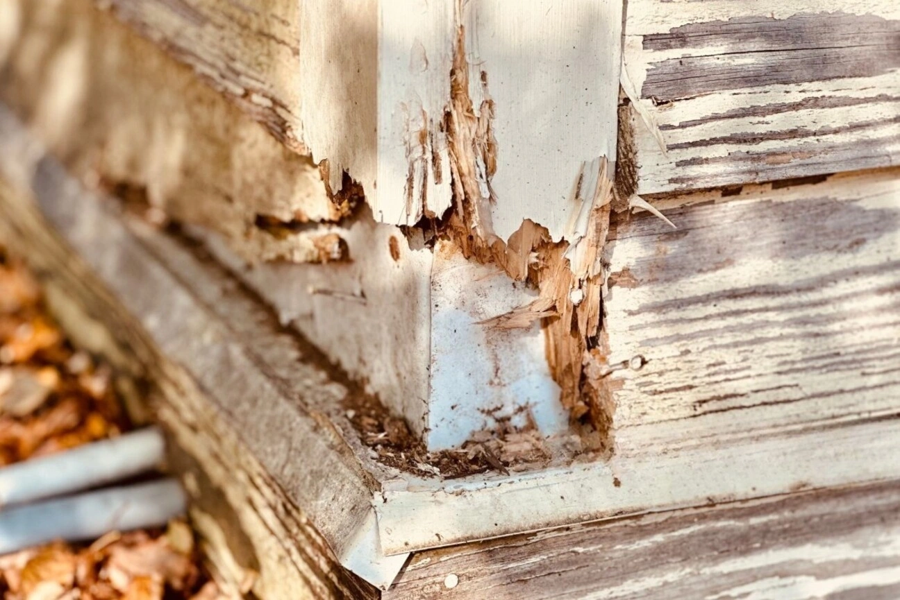 Termite & Rot Structural Repair corpus christi