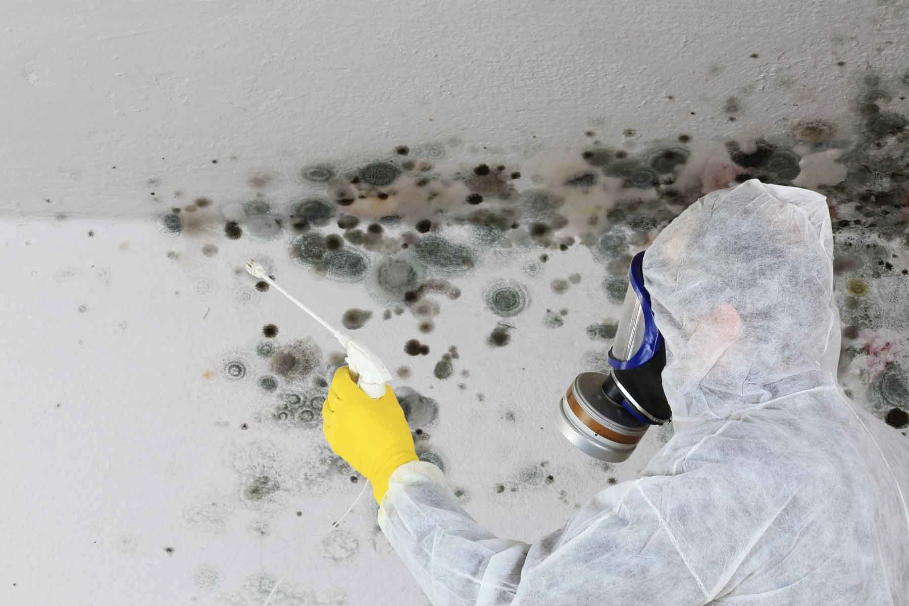 mold remediation rockport