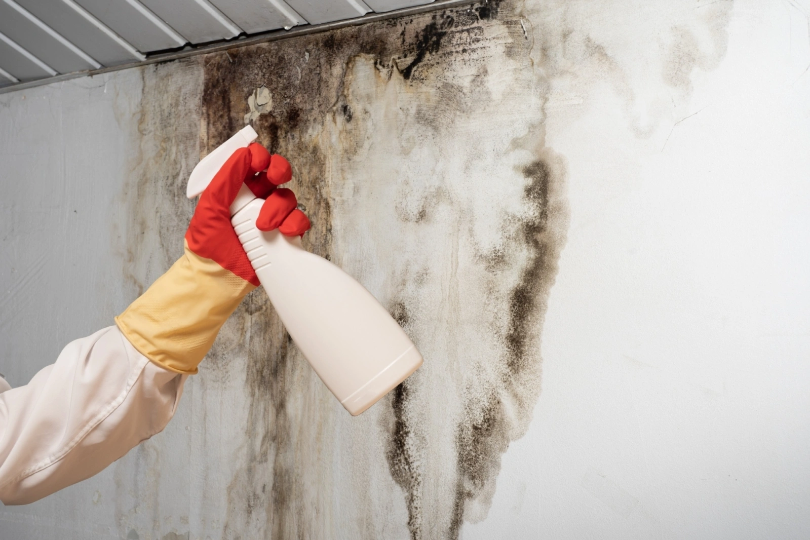 mold removal rockport